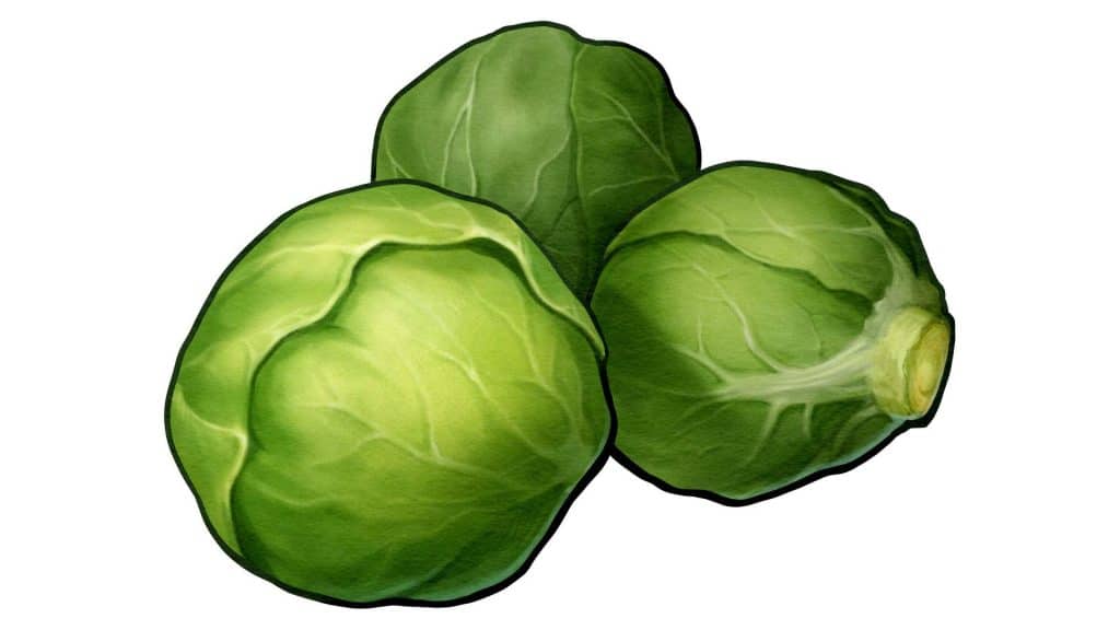 cabbage 92tiiynbv